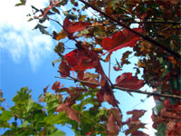 Покраснели листики в преддверии осени...